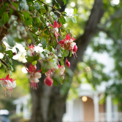 hanging planters